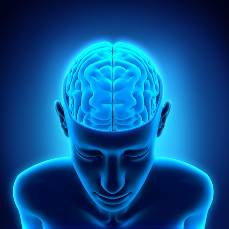 Human Brain Anatomyの写真素材