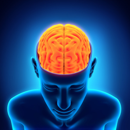 Human Brain Anatomyの写真素材