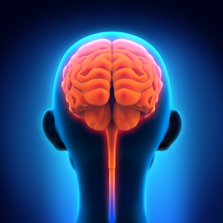 Human Brain Anatomyの写真素材