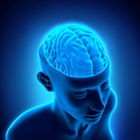 Human Brain Anatomyの写真素材