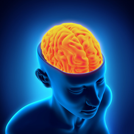 Human Brain Anatomyの写真素材