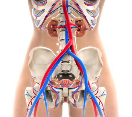 Female Urogenital Anatomyの写真素材
