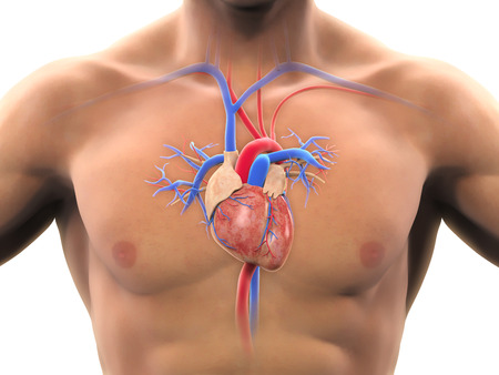 Human Heart Anatomyの写真素材