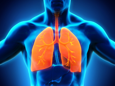 Human Respiratory Systemの写真素材