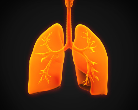 Lung and Bronchiの写真素材