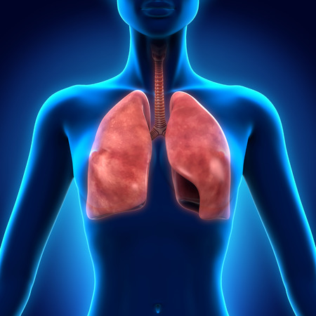 Human Respiratory Systemの写真素材