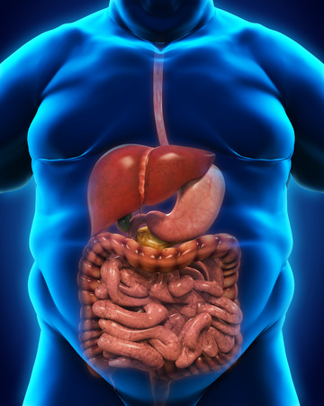 Digestive System of Overweight Bodyの写真素材