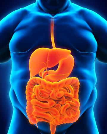 Digestive System of Overweight Bodyの写真素材