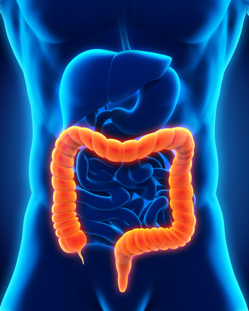 Human Colon Anatomyの写真素材