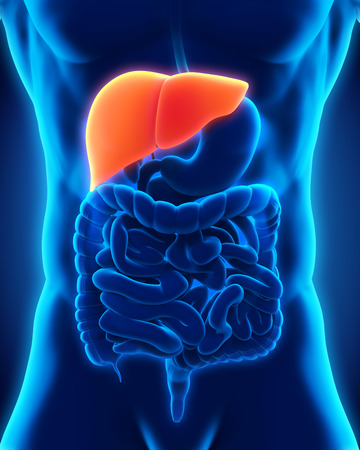Human Liver Anatomyの写真素材