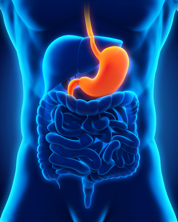 Human Stomach Anatomyの写真素材