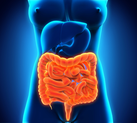 Human Intestine Anatomyの写真素材