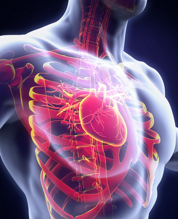 Human Heart Anatomyの写真素材