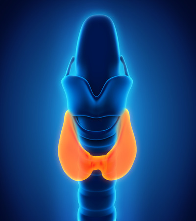 Human Thyroid Glandの写真素材
