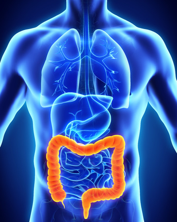 anatomy, medicine, body, digestive, stomach, human, medical, abdomen, system, health, liver, intestine, healthy, illustration, pancreas, gallbladder, anatomical, biology, appendix, tract, abdominal, blue, 3d, didactic, eating, science, process, gastrointeの写真素材