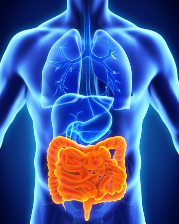 Human Intestine Anatomyの写真素材