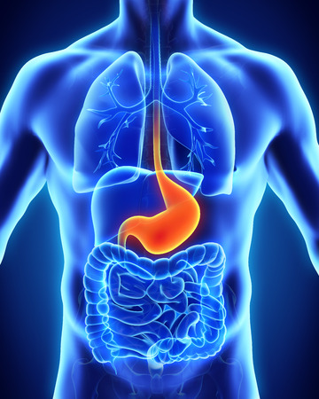 Human Stomach Anatomyの写真素材