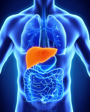 Human Liver Anatomyの写真素材