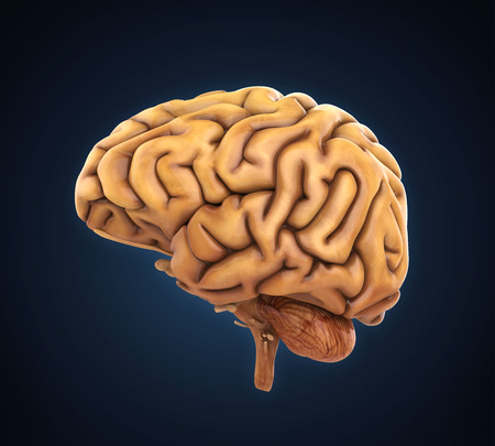 Human Brain Anatomyの写真素材