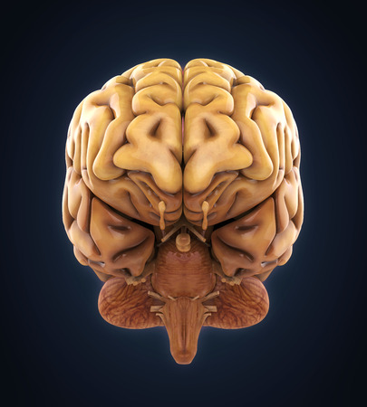 Human Brain Anatomyの写真素材
