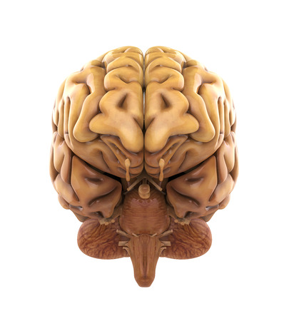 Human Brain Anatomyの写真素材
