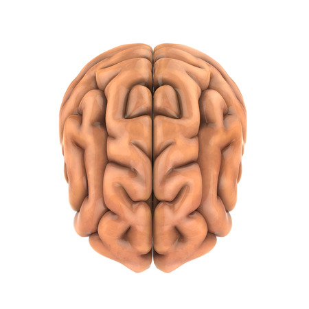 Human Brain Anatomyの写真素材