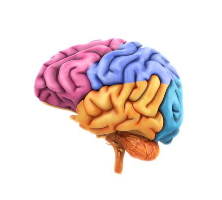 Human Brain Anatomyの写真素材