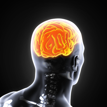 Human Brain Anatomyの写真素材