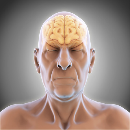 Elderly Male Brain Anatomyの写真素材