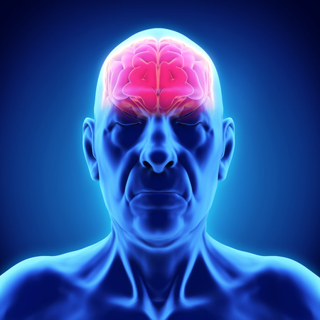 Elderly Male Brain Anatomyの写真素材