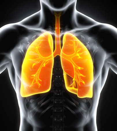 Human Respiratory Systemの写真素材