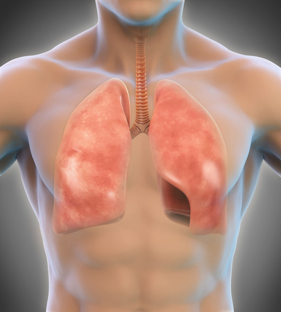 Human Respiratory Systemの写真素材