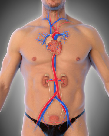 Thoracic Aorta Illustrationの写真素材