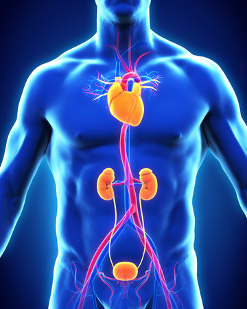 Thoracic Aorta Illustrationの写真素材