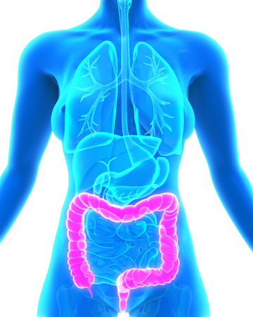 Human Colon Anatomyの写真素材