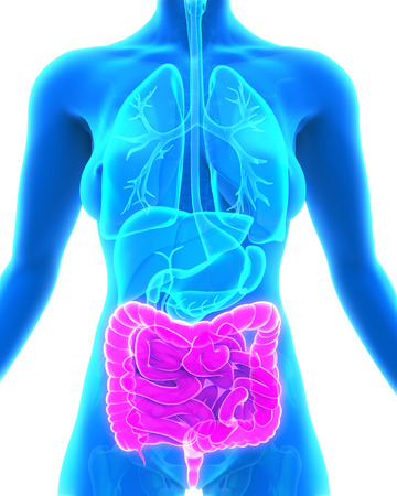 Human Intestine Anatomyの写真素材