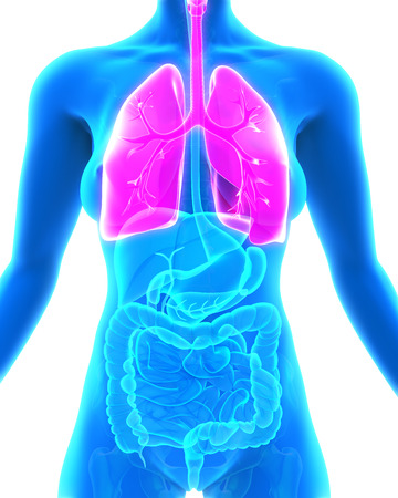 Human Respiratory Systemの写真素材