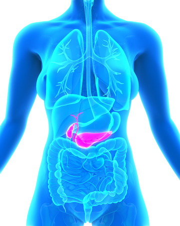 Human Gallbladder and Pancreas Anatomyの写真素材