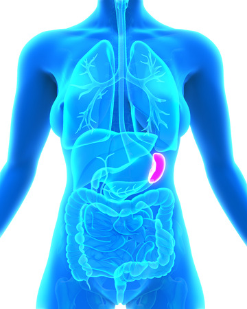 Human Spleen Anatomyの写真素材