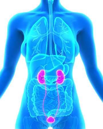 Human Kidneys Anatomyの写真素材