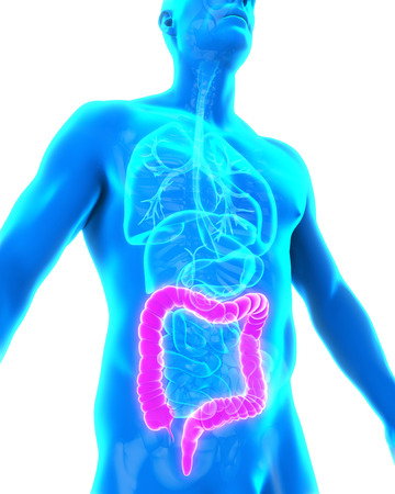 Human Colon Anatomyの写真素材