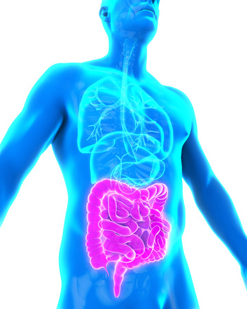 Human Intestine Anatomyの写真素材