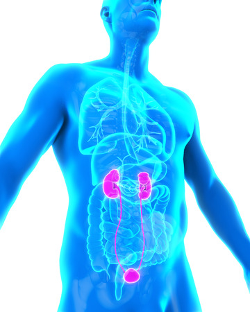 Human Kidneys Anatomyの写真素材