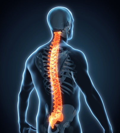 Human Male Spine Anatomyの写真素材