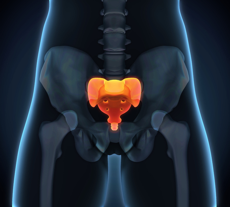 Sacrum Bone Anatomyの写真素材
