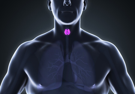 Human Thyroid Gland Anatomyの写真素材