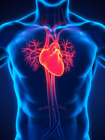 Human Heart Anatomyの写真素材