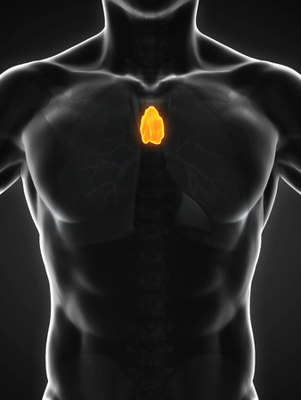 Human Thymus Anatomyの写真素材