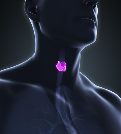 Human Thyroid Gland Anatomyの写真素材