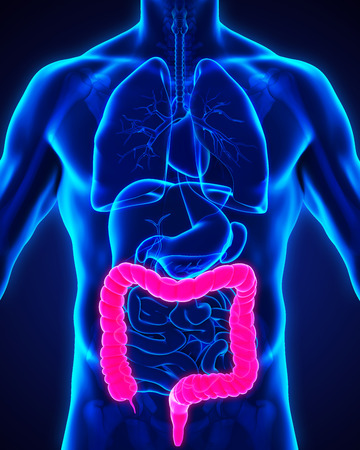 Human Colon Anatomyの写真素材